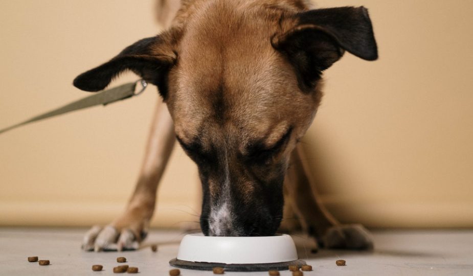 Cachorro como ração no pote