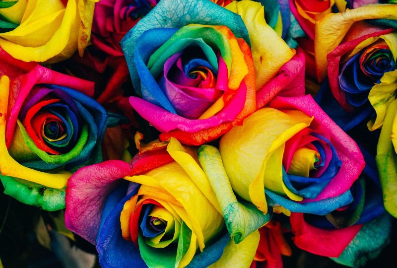 flores dando destaque a psicologia das cores