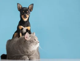 A importância da alimentação balanceada para seu pet