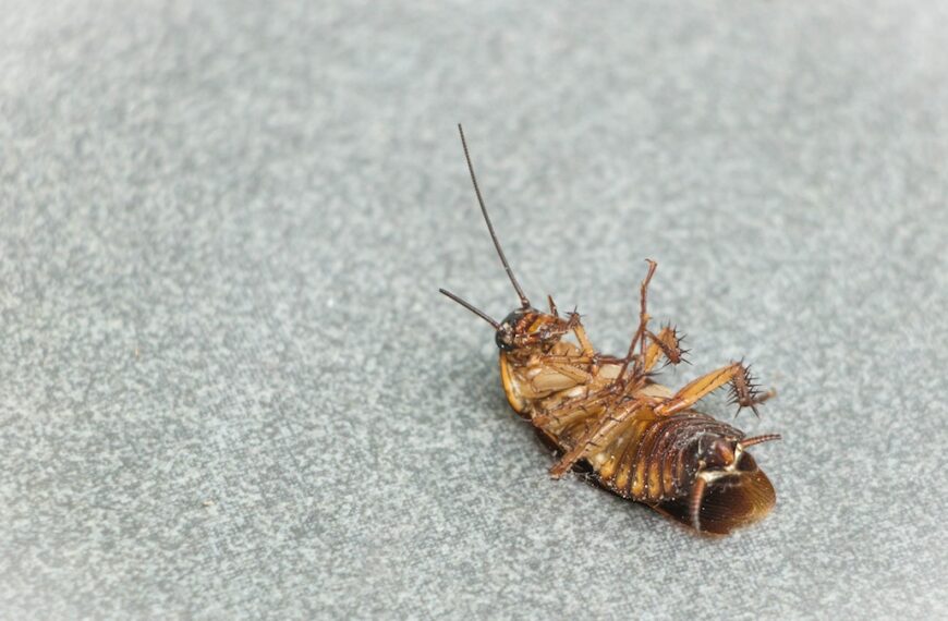 dedetização de baratas