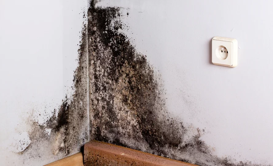 mold remediation