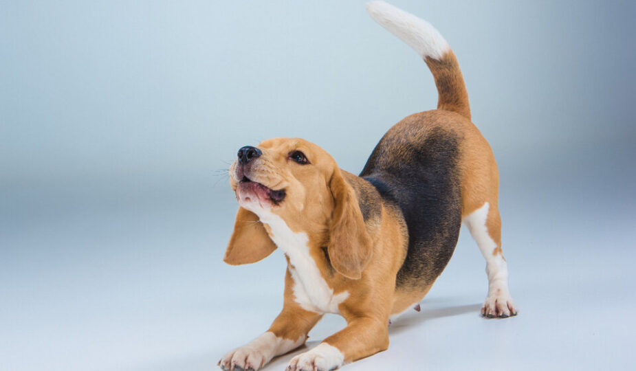 O que a sarna provoca no cachorro? Entenda como tratar