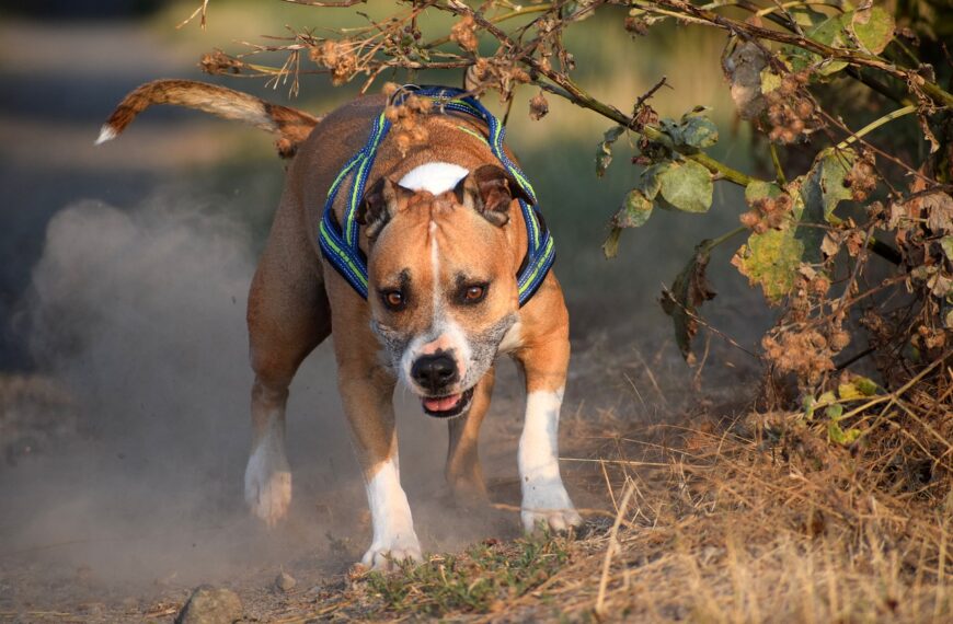 Tudo o que você precisa saber sobre o American Staffordshire Terrier